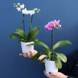 Plant | Mini Phale Orchid