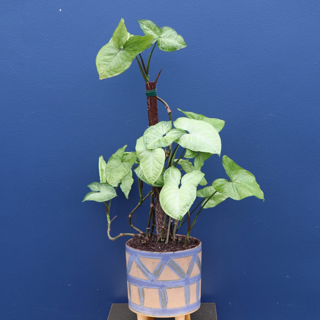 Plant | XL Syngonium
