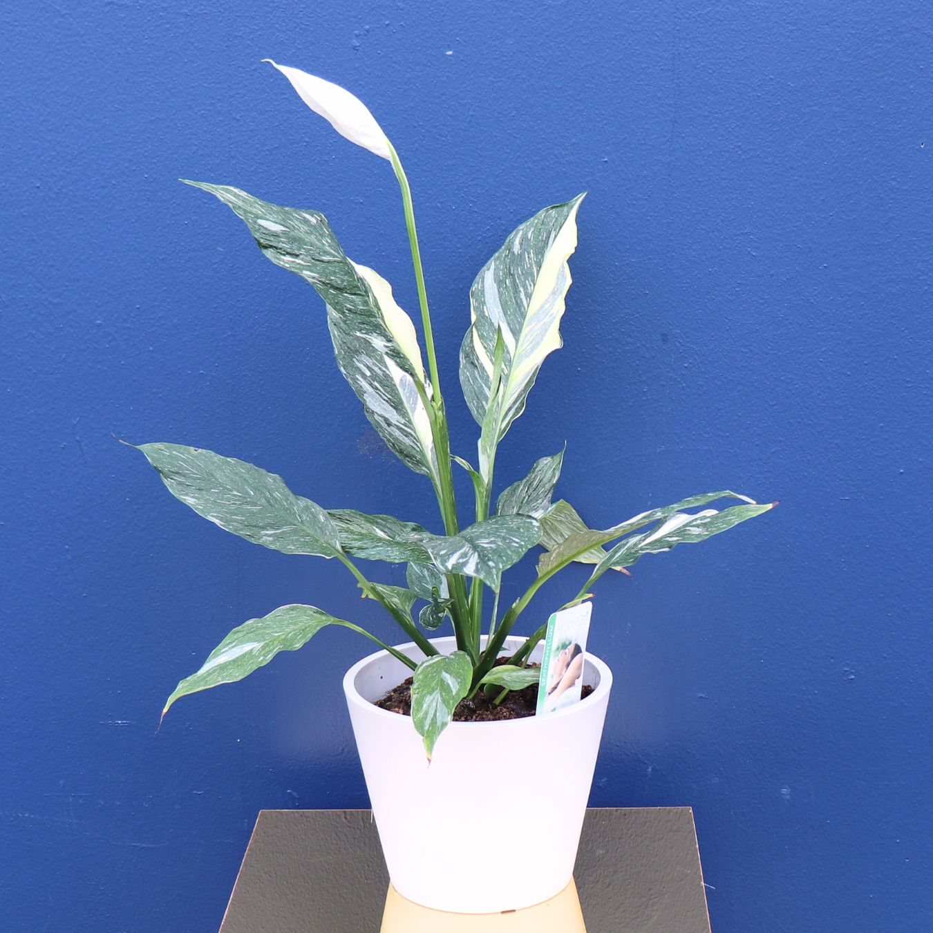 Plant | Variegated Peace Lily