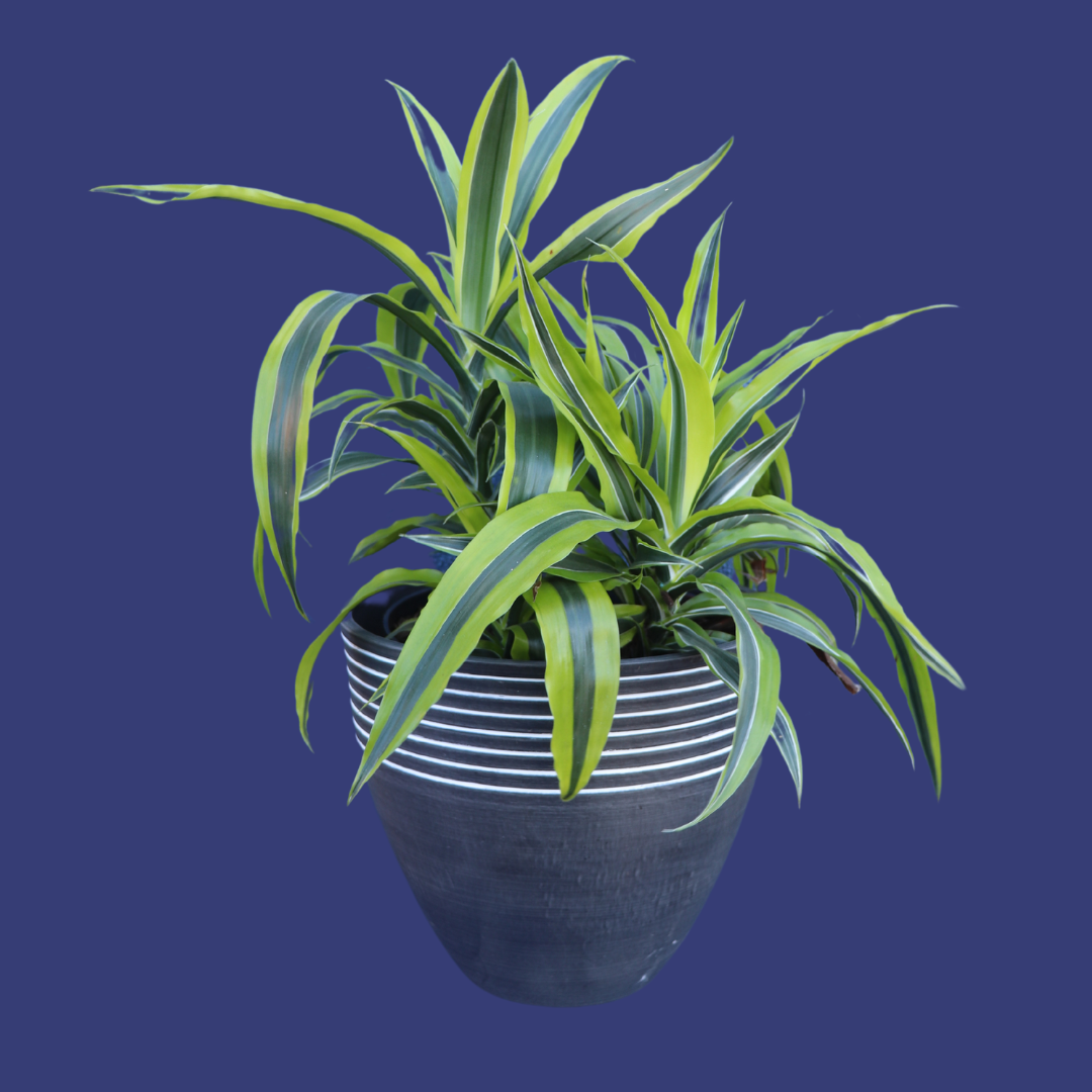 Plant | XL Dracena