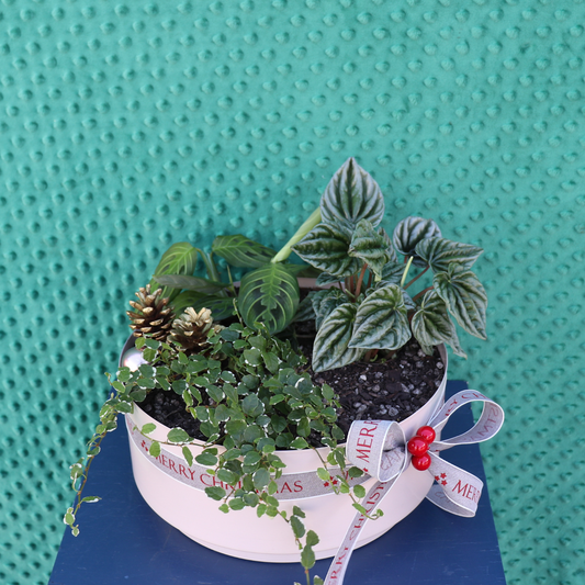 Christmas | Botanical Tidings