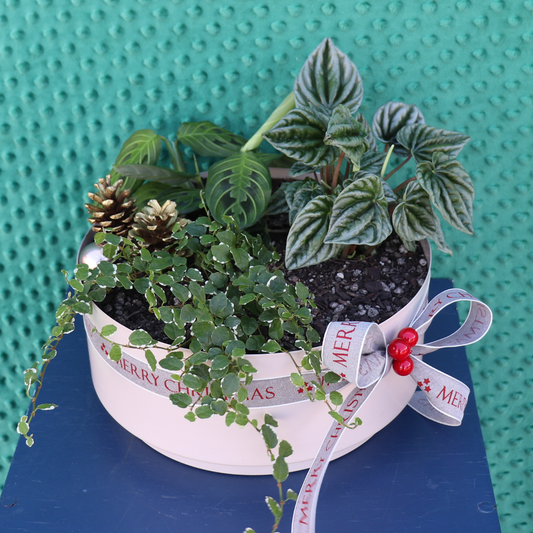 Christmas | Botanical Tidings