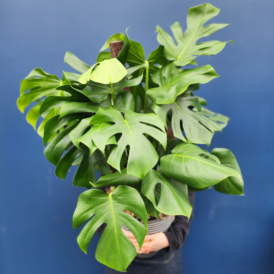 Plant | Monstera XL