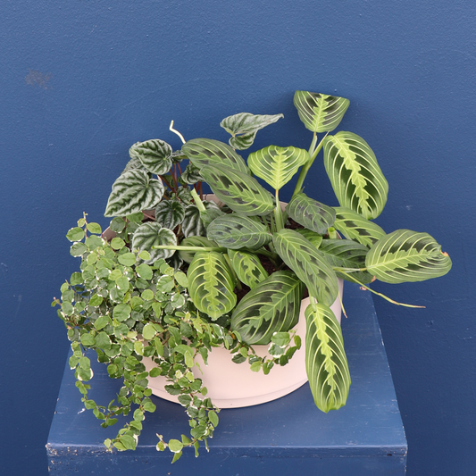 Plant | Mixed Planter