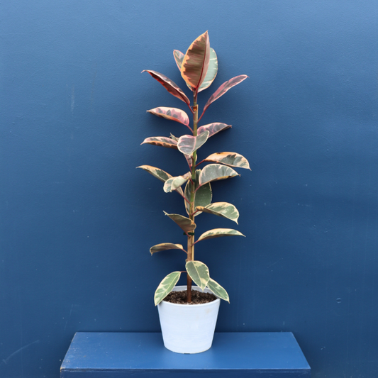 Plant | XL Ficus Ruby