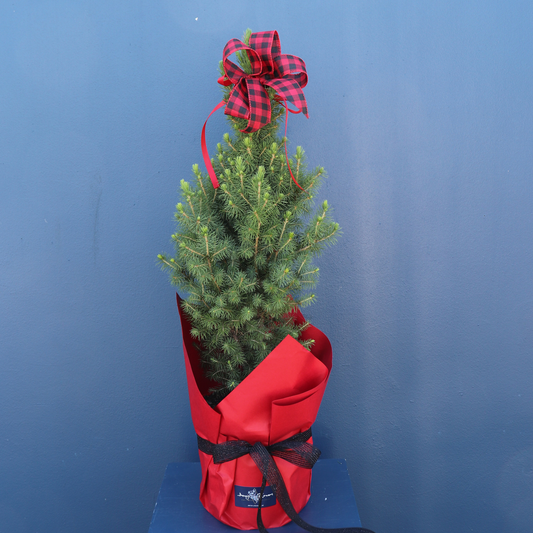 Christmas | Fresh Xmas Tree