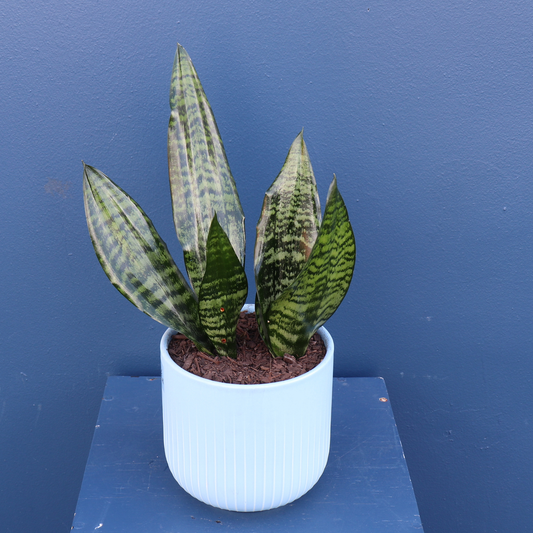 Plant | Snake Plant
