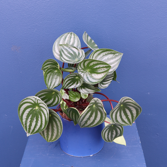 Plant | Watermelon Pepperomia