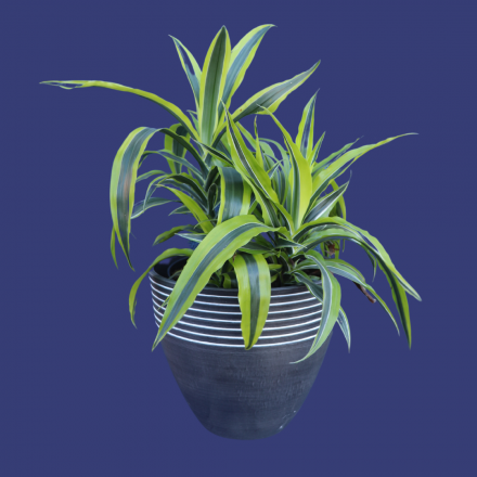 Plant | XL Dracena 