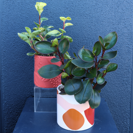 Plant | Peperomia Jade