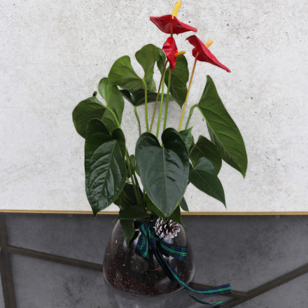 Christmas Plant | Red Anthurium 