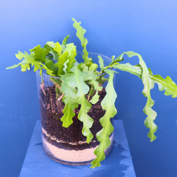 Plant | Fishbone Cacti XL 