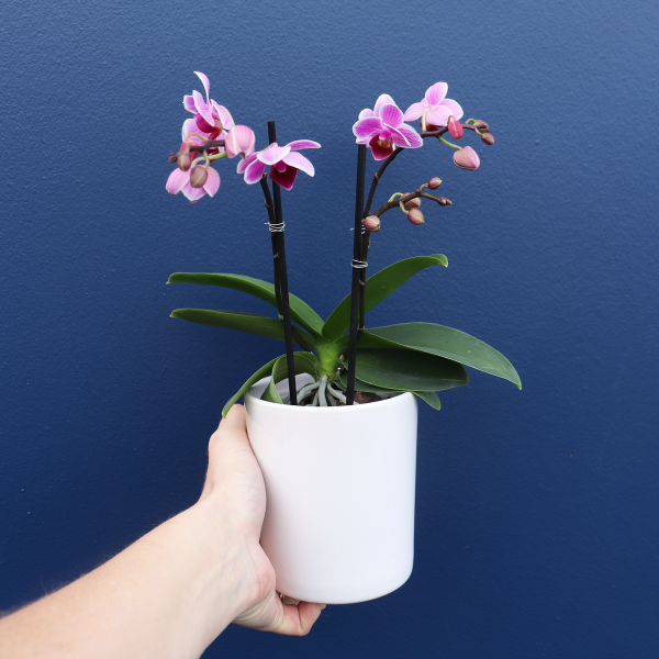 Plant Mini Phalaenopsis Orchid Amys Flowers Hamilton 0922