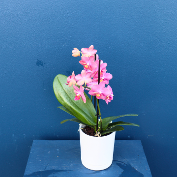 Plant | Mini Phalae Orchid