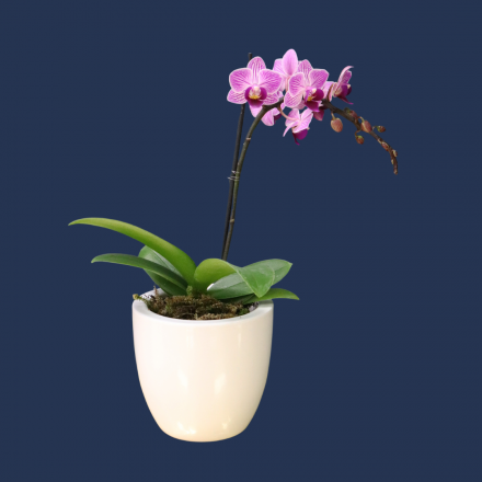 Plant | Mini Phalae Orchid