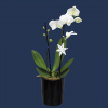 Plant | Mini Phalae Orchid