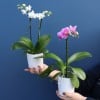 Plant | Mini Phalae Orchid