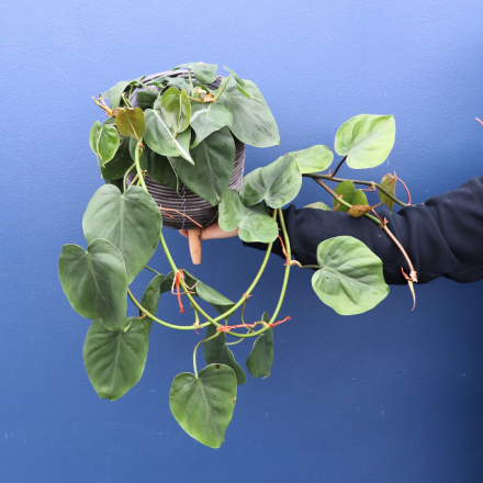 Plant | Philodendron Heartleaf 