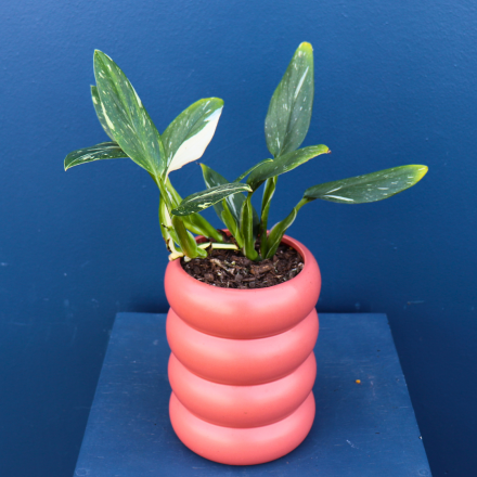 Plant | Calathea Variegated 