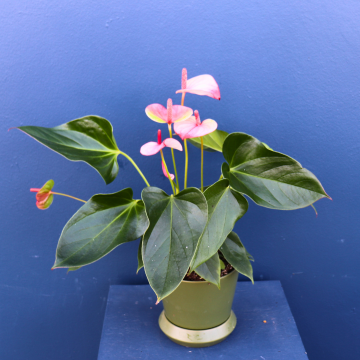 Plant | 22cm Anthurium 