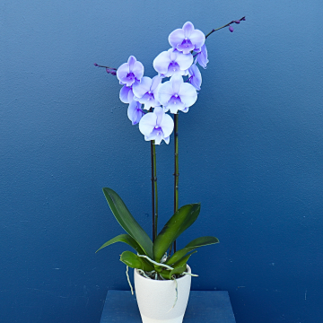 Plant | Double Phale Orchid 
