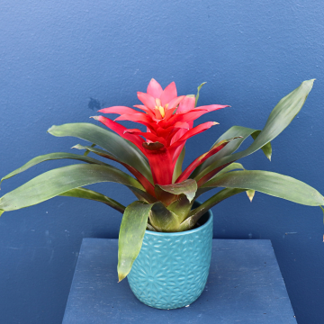 Plant | Red Bromeliad