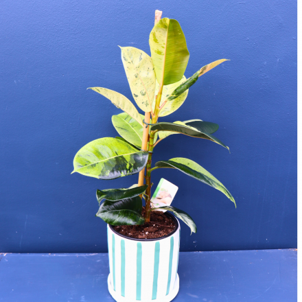 Plant | Ficus Shiverana 