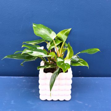 Plant | Philodendron White Knight 