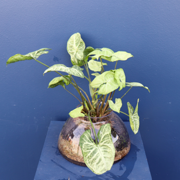 Plant | Syngonium Varigated
