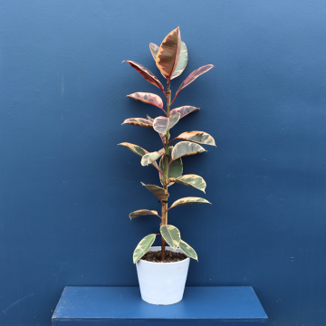 Plant | XL Ficus Ruby 