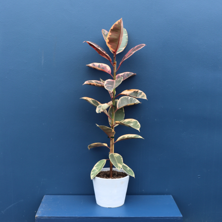 Plant | XL Ficus Ruby 