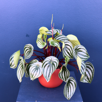 Plant | Peperomia Watermelon 