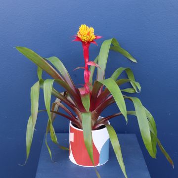Plant | Yellow Bromeliad 
