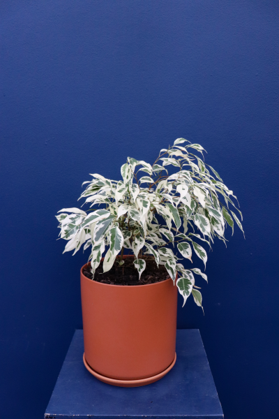 Plant | Variegated Benjamina Ficus - Amys Flowers